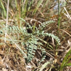 Indigofera adesmiifolia (Tick Indigo) at Rob Roy Range - 7 Dec 2014 by MichaelBedingfield