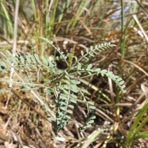 Indigofera adesmiifolia at Conder, ACT - 7 Dec 2014