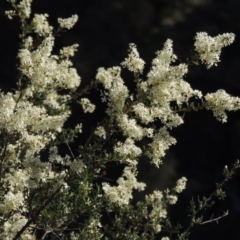 Bursaria spinosa (Native Blackthorn, Sweet Bursaria) at Conder, ACT - 7 Dec 2014 by michaelb