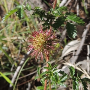 Acaena novae-zelandiae at Conder, ACT - 7 Dec 2014