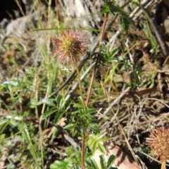 Acaena novae-zelandiae at Conder, ACT - 7 Dec 2014