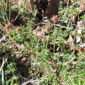 Acaena novae-zelandiae at Conder, ACT - 7 Dec 2014