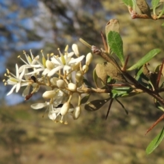 Bursaria spinosa (Native Blackthorn, Sweet Bursaria) at Conder, ACT - 5 Dec 2014 by MichaelBedingfield
