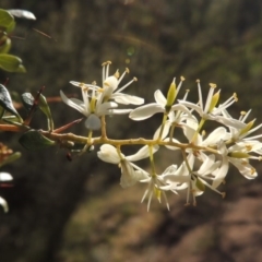 Bursaria spinosa at Conder, ACT - 5 Dec 2014