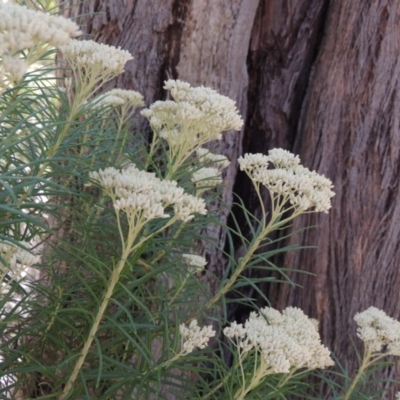 Cassinia longifolia (Shiny Cassinia, Cauliflower Bush) at Conder, ACT - 7 Dec 2014 by MichaelBedingfield