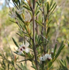 Kunzea ericoides (Burgan) at Conder, ACT - 7 Dec 2014 by michaelb