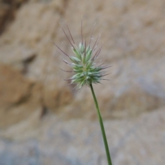 Echinopogon sp. (Hedgehog Grass) at Conder, ACT - 7 Dec 2014 by MichaelBedingfield