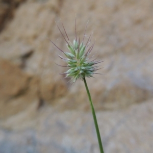 Echinopogon sp. at Conder, ACT - 7 Dec 2014