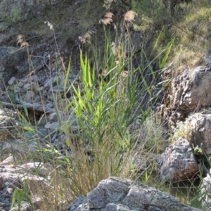 Phragmites australis at Conder, ACT - 7 Dec 2014 06:45 PM