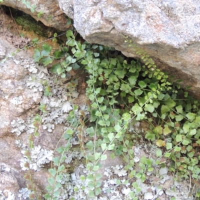 Asplenium flabellifolium (Necklace Fern) at Conder, ACT - 7 Dec 2014 by MichaelBedingfield