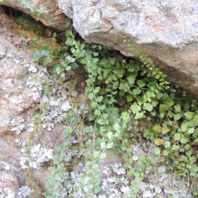 Asplenium flabellifolium (Necklace Fern) at Conder, ACT - 7 Dec 2014 by michaelb