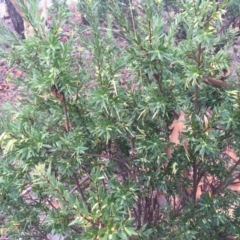 Styphelia triflora at Majura, ACT - 19 Jan 2015