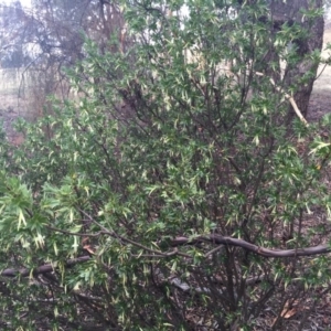 Styphelia triflora at Majura, ACT - 19 Jan 2015