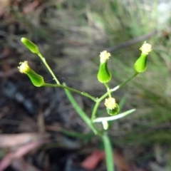 Senecio sp. (A Fireweed) at Paddys River, ACT - 14 Jan 2015 by galah681