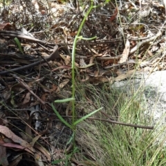 Senecio sp. at Paddys River, ACT - 15 Jan 2015 09:55 AM