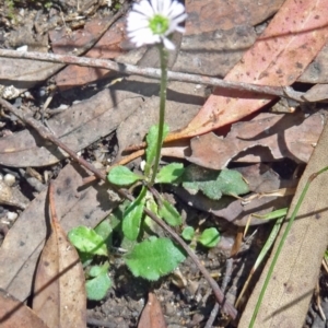 Lagenophora stipitata at Paddys River, ACT - 15 Jan 2015 09:58 AM