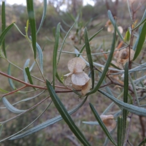 Dodonaea viscosa at Conder, ACT - 7 Dec 2014 06:50 PM