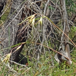 Themeda triandra at Paddys River, ACT - 15 Jan 2015 10:19 AM