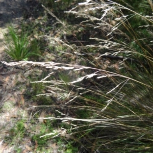 Poa labillardierei at Paddys River, ACT - 15 Jan 2015 10:21 AM