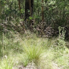 Poa labillardierei at Paddys River, ACT - 15 Jan 2015