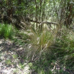 Poa labillardierei at Paddys River, ACT - 15 Jan 2015 10:21 AM