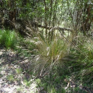 Poa labillardierei at Paddys River, ACT - 15 Jan 2015 10:21 AM