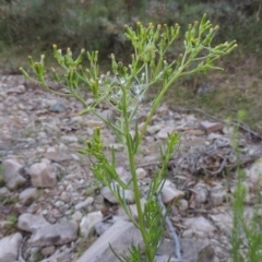 Senecio diaschides (Erect Groundsel) at Conder, ACT - 7 Dec 2014 by michaelb