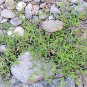 Persicaria prostrata at Conder, ACT - 7 Dec 2014