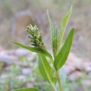 Persicaria prostrata at Conder, ACT - 7 Dec 2014 07:00 PM