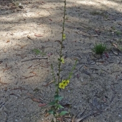 Verbascum virgatum at Paddys River, ACT - 15 Jan 2015 10:22 AM