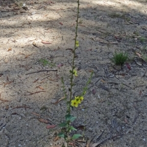 Verbascum virgatum at Paddys River, ACT - 15 Jan 2015 10:22 AM