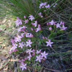 Centaurium tenuiflorum (Branched Centaury) at Paddys River, ACT - 14 Jan 2015 by galah681