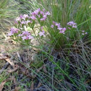 Centaurium tenuiflorum at Paddys River, ACT - 15 Jan 2015 10:24 AM