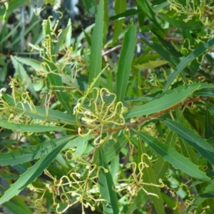 Lomatia myricoides at Paddys River, ACT - 15 Jan 2015