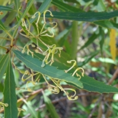 Lomatia myricoides at Paddys River, ACT - 15 Jan 2015