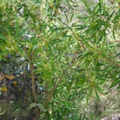 Lomatia myricoides at Paddys River, ACT - 15 Jan 2015