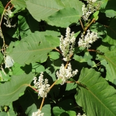 Fallopia sachalinensis (Giant Knotweed) at Paddys River, ACT - 14 Jan 2015 by galah681