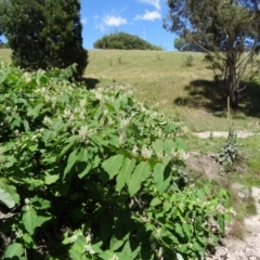 Reynoutria sachalinensis at Paddys River, ACT - 15 Jan 2015