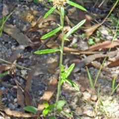 Euchiton sphaericus (Star Cudweed) at Paddys River, ACT - 14 Jan 2015 by galah681