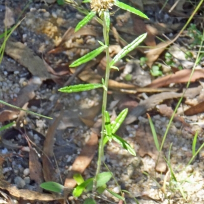 Euchiton sphaericus (Star Cudweed) at Paddys River, ACT - 14 Jan 2015 by galah681