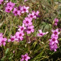 Oxalis articulata (Shamrock) at Paddys River, ACT - 14 Jan 2015 by galah681