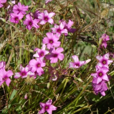 Oxalis articulata (Shamrock) at Paddys River, ACT - 14 Jan 2015 by galah681