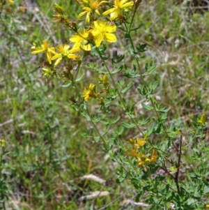 Hypericum perforatum at Paddys River, ACT - 15 Jan 2015