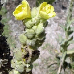 Verbascum thapsus subsp. thapsus (Great Mullein, Aaron's Rod) at Paddys River, ACT - 14 Jan 2015 by galah681