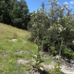 Verbascum thapsus subsp. thapsus at Paddys River, ACT - 15 Jan 2015