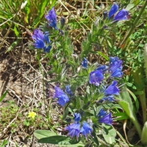 Echium vulgare at Paddys River, ACT - 15 Jan 2015