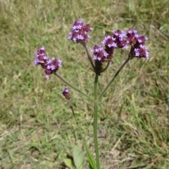 Verbena incompta (Purpletop) at Paddys River, ACT - 14 Jan 2015 by galah681