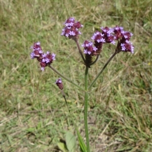 Verbena incompta at Paddys River, ACT - 15 Jan 2015