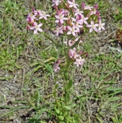 Centaurium erythraea (Common Centaury) at Paddys River, ACT - 14 Jan 2015 by galah681