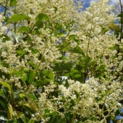 Ligustrum lucidum (Large-leaved Privet) at Paddys River, ACT - 14 Jan 2015 by galah681